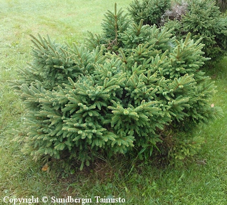 Picea abies Sampon Pallo pallokuusi Picea abies Sampon Pallo pallokuusi